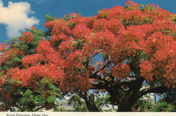Royal Poinciana, Flame Tree, HI - Carey's Emporium