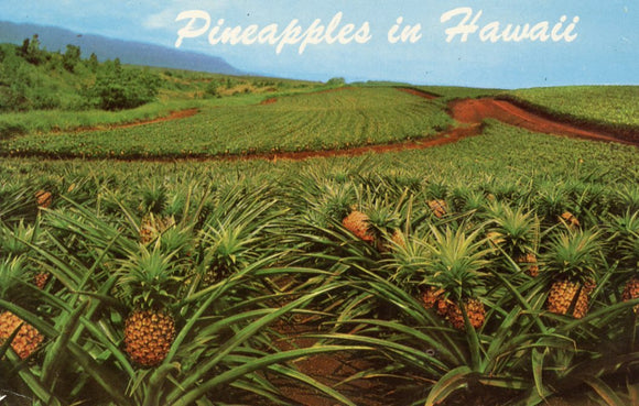 Pineapples in Hawaii - Carey's Emporium