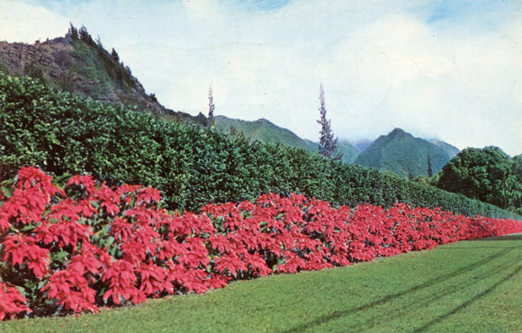 Poinsettias on Pali Road - Carey's Emporium