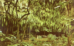 Fern Grotto, Kauai, HI - Carey's Emporium