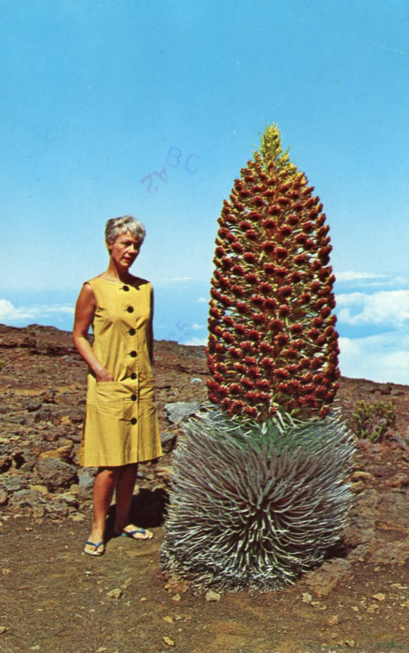 The Silversword, Haleakala National Park, Maui, Hawaii - Carey's Emporium