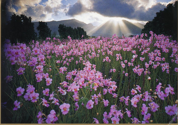 Orchids from Maui, HI - Carey's Emporium