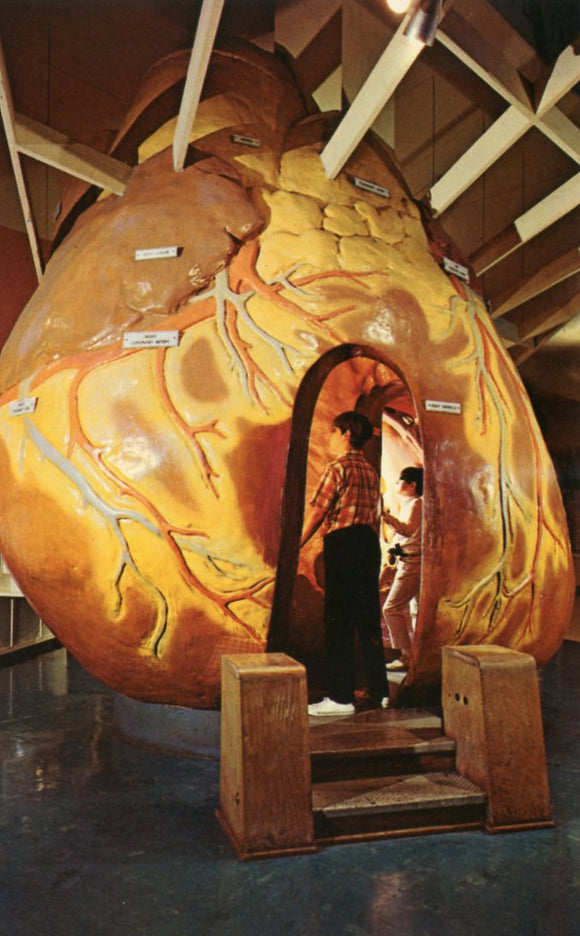 The Human Heart, Museum of Science and Industry, Chicago, IL - Carey's Emporium