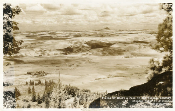 Fields of Wheat and Peas in the Palouse Country, Steptoe Butte in Distance - Carey's Emporium