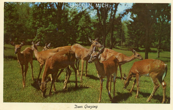 Deer Grazing, Lincoln, MI - Carey's Emporium