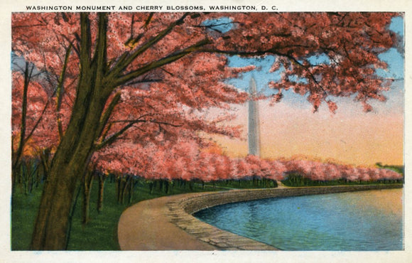 These Beautiful Japanese Cherry Blossom Trees which line Riverside Drive, Potomac Park, Washington, DC - Carey's Emporium