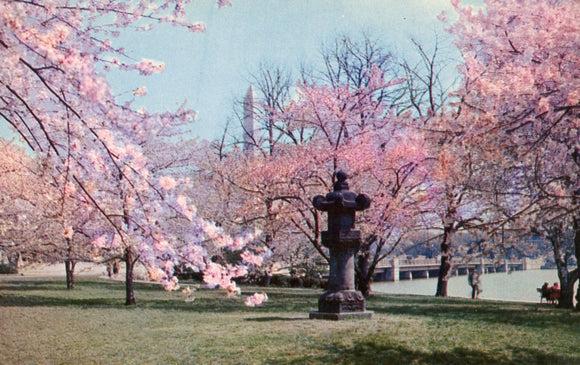 Japanese Lantern Used in Cherry Blossom Ceremonies, Washington, DC - Carey's Emporium