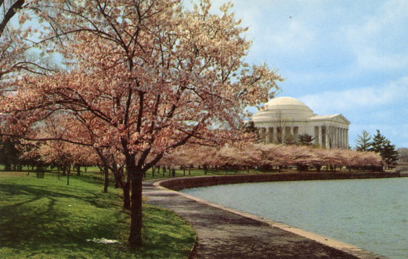 At Cherry Blossom Time, Washington, DC - Carey's Emporium