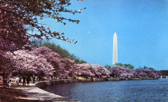 The World Famous Washington, DC Cherry Blossoms - Carey's Emporium