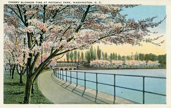 Cherry Blossom Time at Potomac Park, Washington, DC - Carey's Emporium