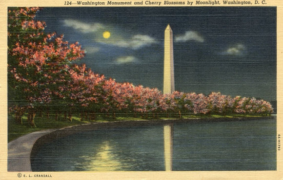 Washington Monument and Cherry Blossoms by Moonlight, Washington, DC - Carey's Emporium