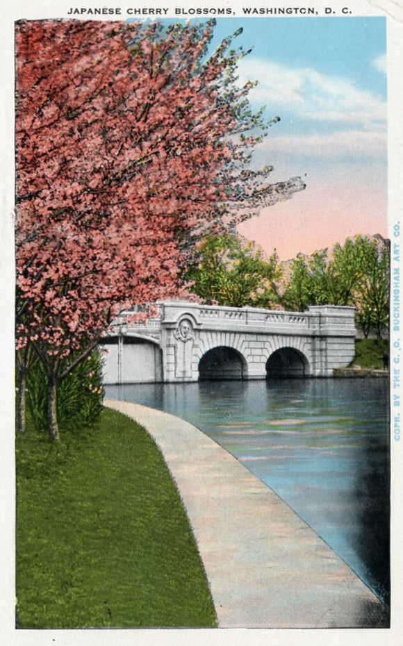 Japanese Cherry Blossoms, Washington, DC - Carey's Emporium