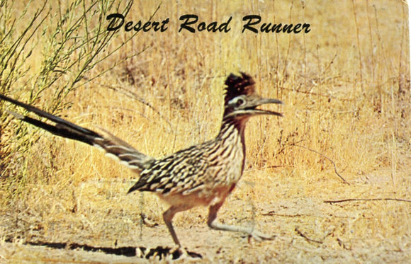 Desert Road Runner - Carey's Emporium