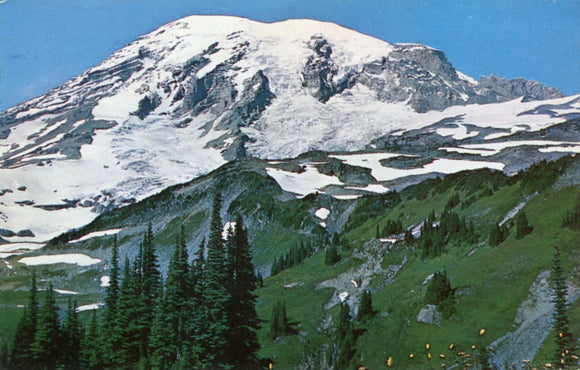 Lupine Flower, Which Grows Profusely in the Valleys of Mt. Rainier National Park, State of Washington - Carey's Emporium