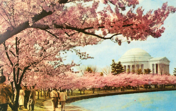 Cherry Blossom Time, Thomas Jefferson Memorial, Washington, DC - Carey's Emporium