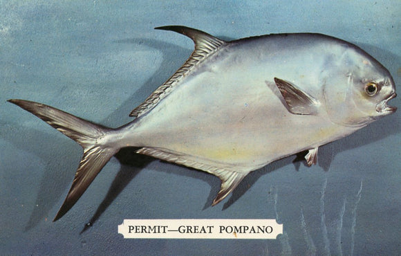 Permit, Great Pompano - Carey's Emporium