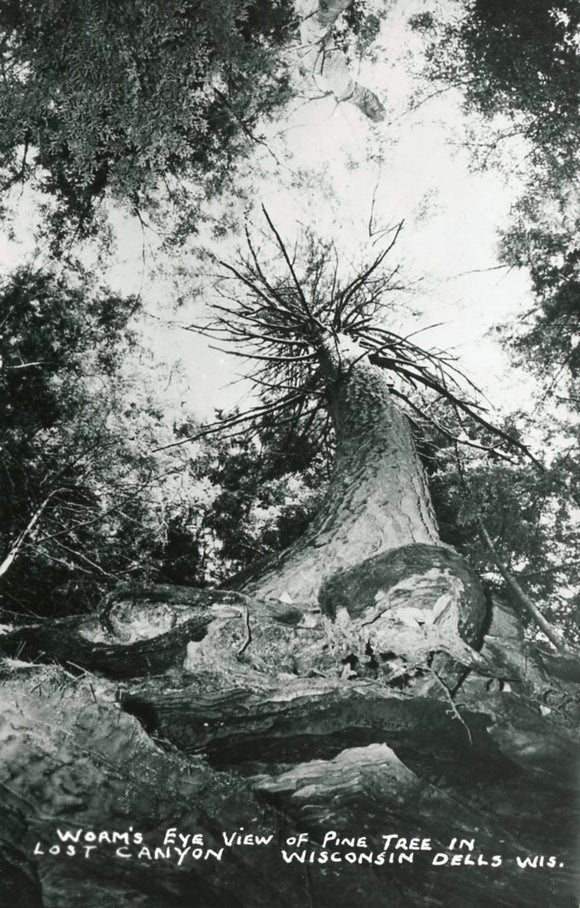 Worm's Eye View of Pine Tree in Lost Canyon, Wisconsin Dells, WI - Carey's Emporium