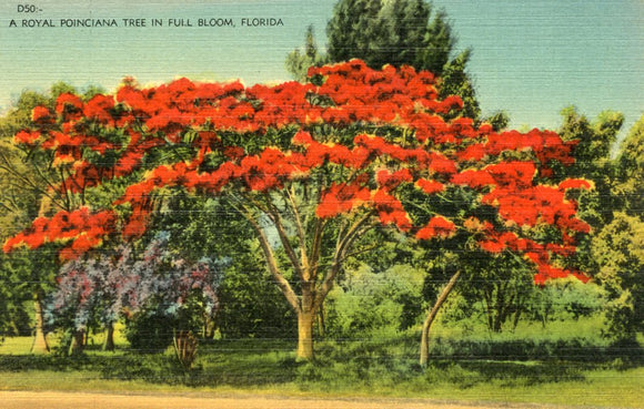A Royal Pionciana Tree in Full Bloom, FL - Carey's Emporium
