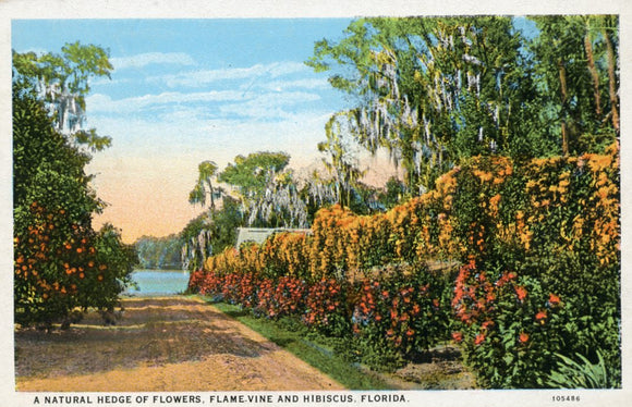 A Natural Hedge of Flowers, Flame Vine and Hibiscus, FL - Carey's Emporium