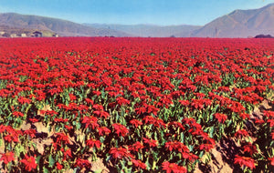 Largest Poinsettia Field in the World, Near San Diego, CA - Carey's Emporium