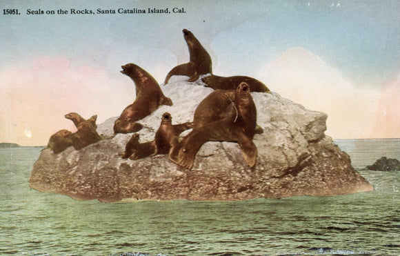 Seals on the Rocks, Santa Catalina Island, CA - Carey's Emporium