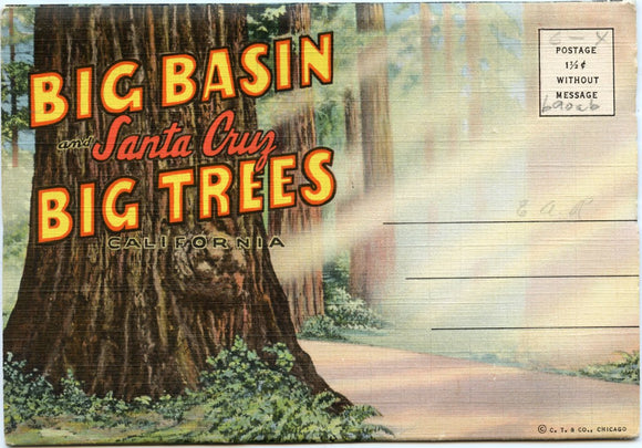 Big Basin, Big Trees, and Santa Cruz, CA - Carey's Emporium