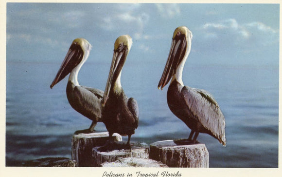 Pelicans in Tropical Florida - Carey's Emporium