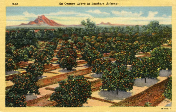 An Orange Grove in Southern Arizona - Carey's Emporium