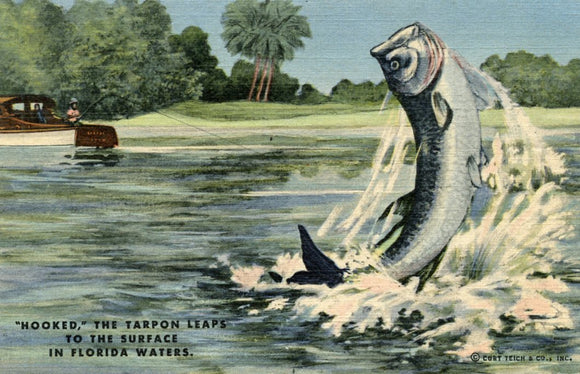 Hooked, the Tarpon Leaps to the Surface in Florida Waters - Carey's Emporium