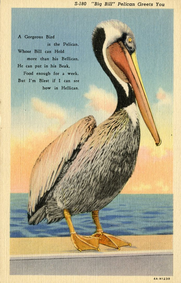 Big Bill, Pelican Greets You - Carey's Emporium
