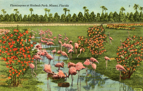 Flamingoes at Hialeah Park, Miami, FL - Carey's Emporium