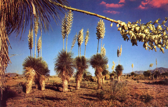 Blooming Yuccas - Carey's Emporium