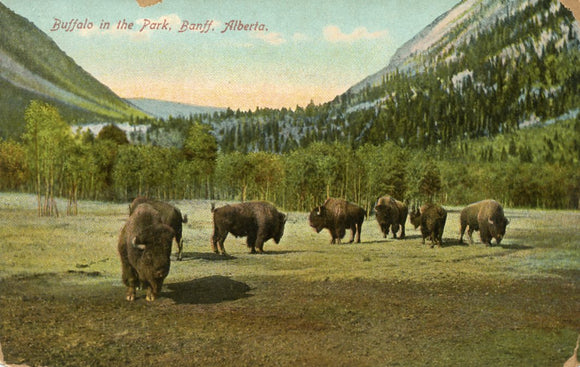 Buffalo in the Park, Banff, Alberta - Carey's Emporium