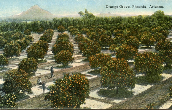 Orange Grove, Phoenix, AZ - Carey's Emporium