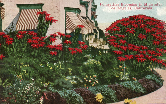 Poinsettias Blooming in Midwinter, Los Angeles, CA - Carey's Emporium
