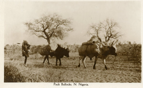 Pack Bullocks, N. Nigeria - Carey's Emporium
