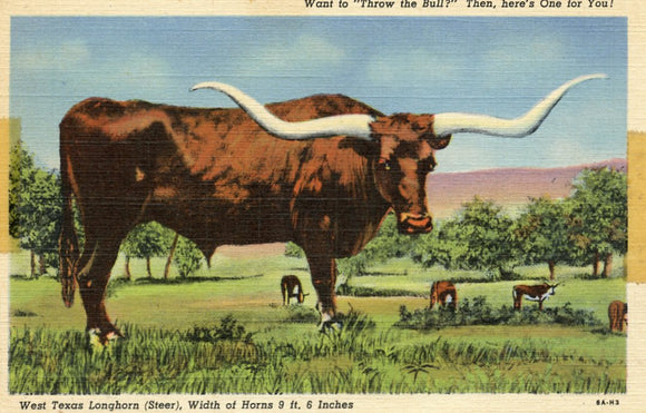 West Texs Longhorn (Steer), Width of Horns 9 ft. 6 Inches - Carey's Emporium