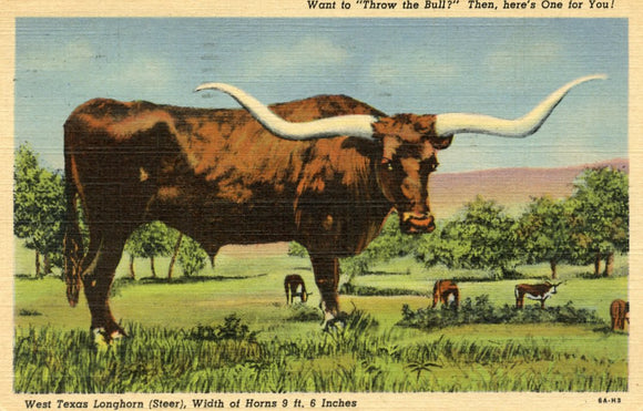 West Texs Longhorn (Steer), Width of Horns 9 ft. 6 Inches - Carey's Emporium