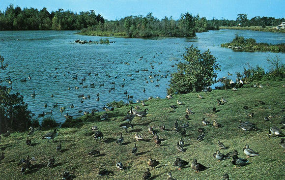 Alpena Wildfowl Sanctuary, Alpena, MI - Carey's Emporium