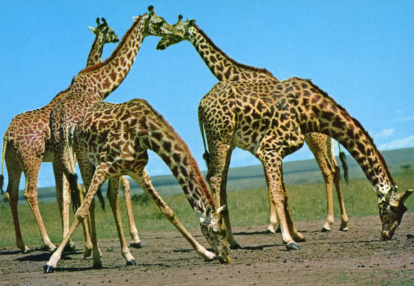 African Wild Life, Giraffe - Carey's Emporium
