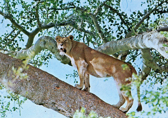 Tree Climbing Lions at Ruwenzori National Park - Carey's Emporium