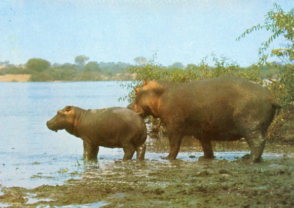 Hippos - Carey's Emporium