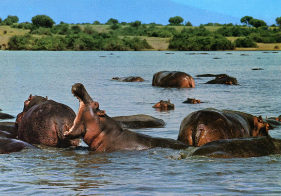 African Wild Life, Hippo Pool - Carey's Emporium