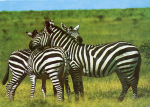 Zebras Pose for a Photo - Carey's Emporium