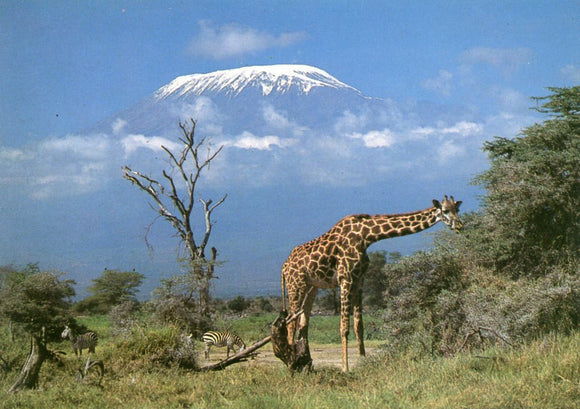 Masai Giraffe and Kilimanjaro - Carey's Emporium