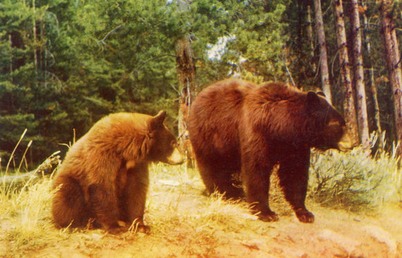 Western Brown Bear - Carey's Emporium