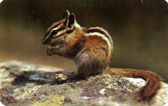 Chipmunk - Carey's Emporium