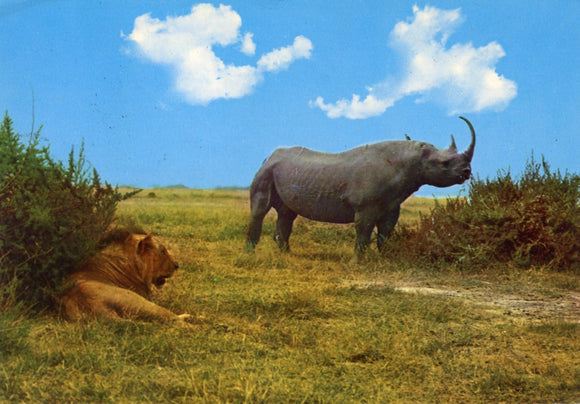 East African Wild Life, Rhino and Lion - Carey's Emporium