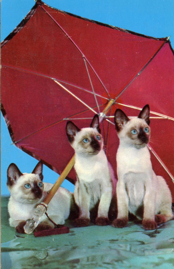 Cats and Umbrella Postcard - Carey's Emporium