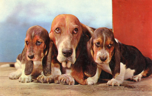 Basset Hound Cheer - Carey's Emporium